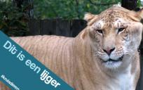 De wat en de lol