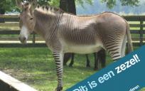 Okster en etter
